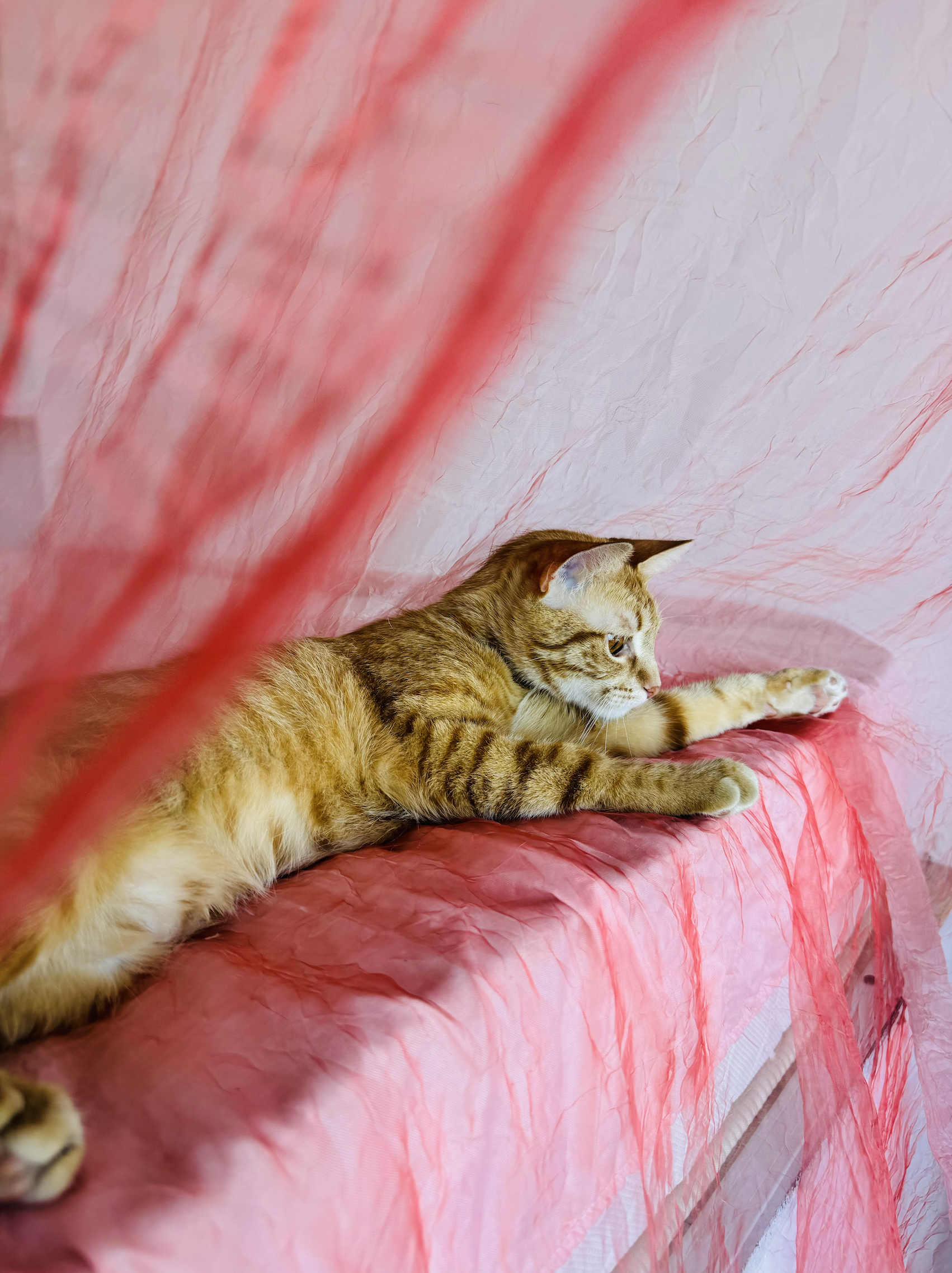 PurrSome котката Джинджър