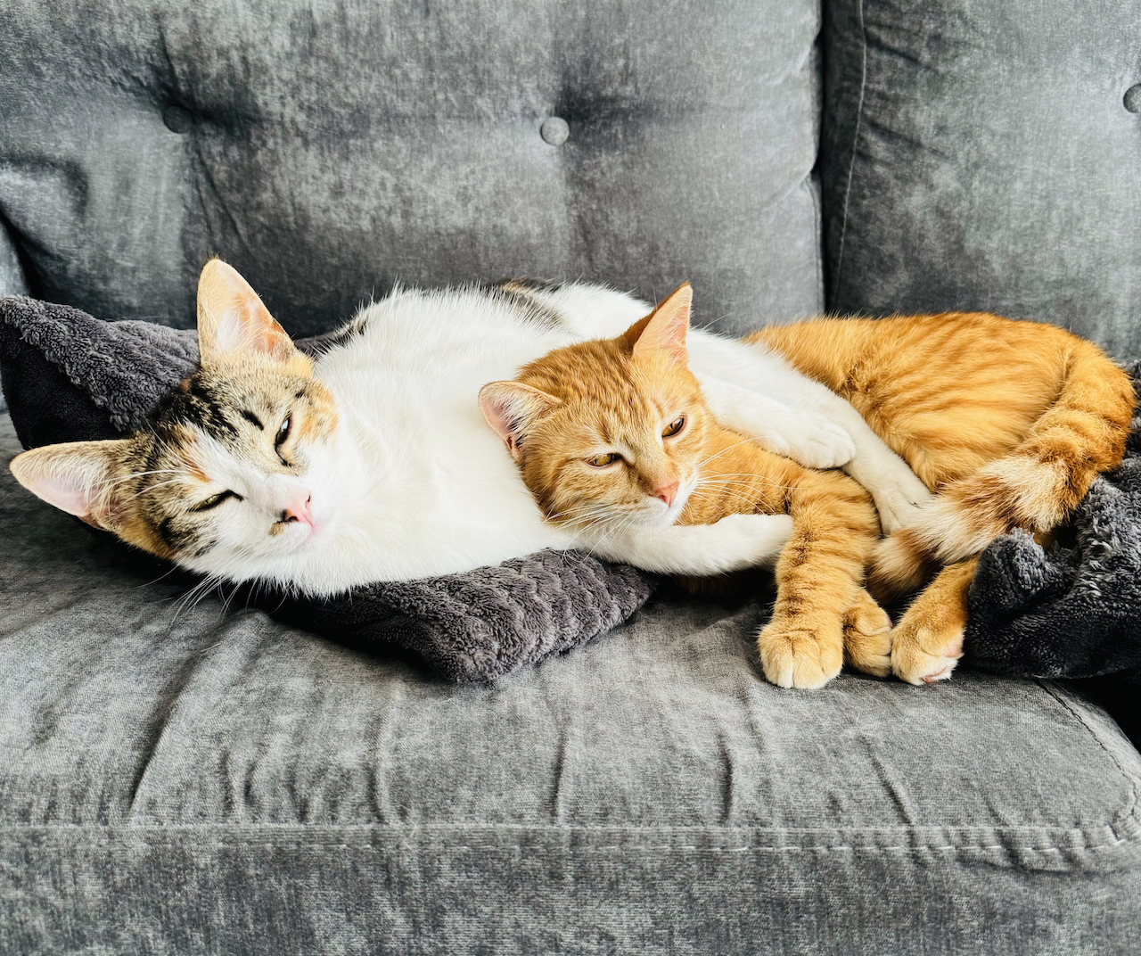 PurrSome котките Катрин и Джинджър