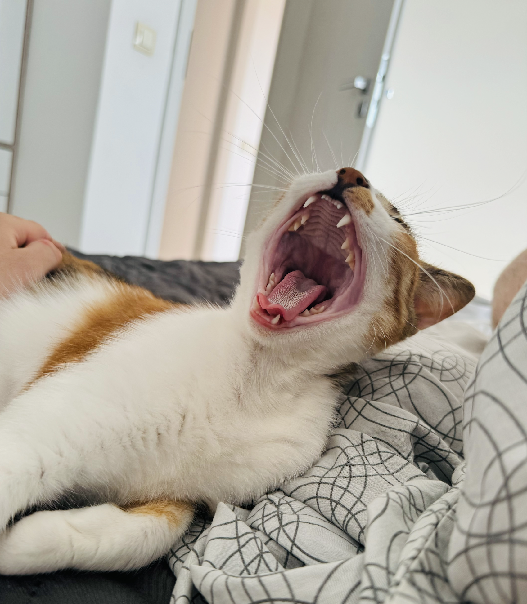PurrSome котката Кити