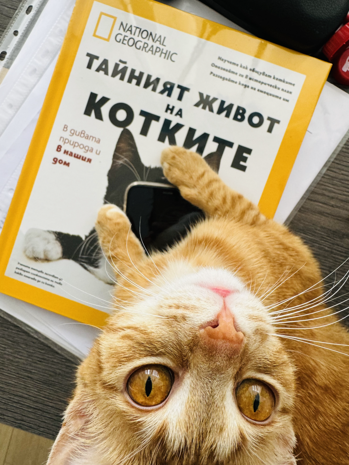 PurrSome котката Джинджър