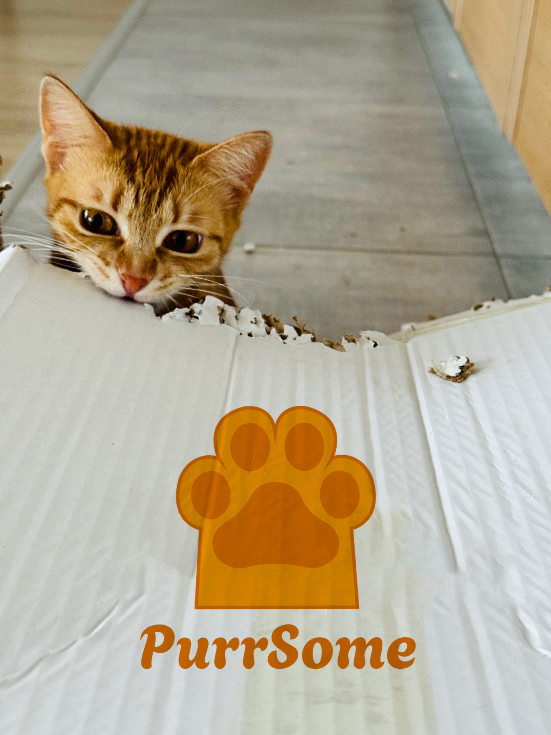 PurrSome котката Джинджър - абонаментна кутия от котки