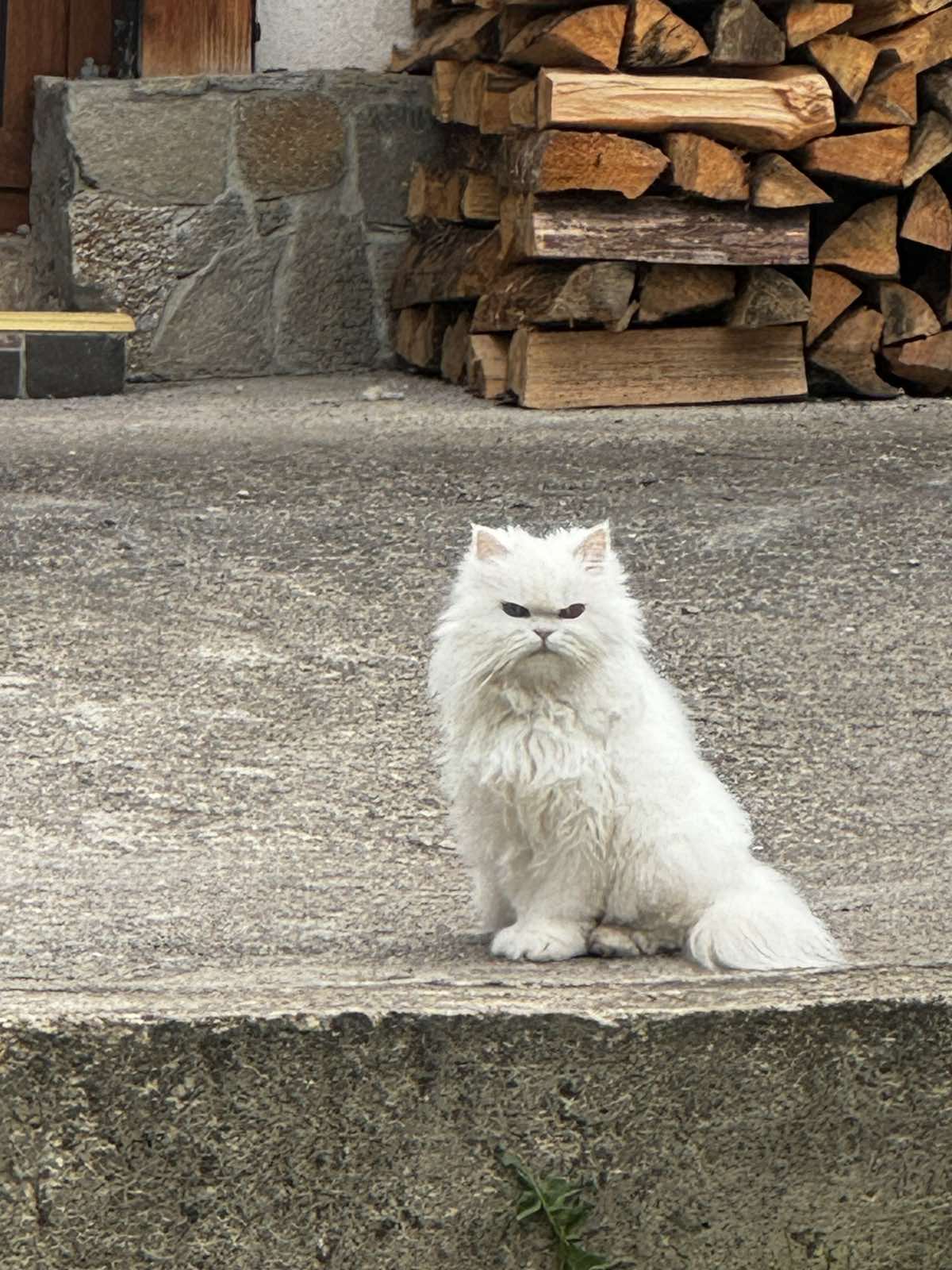 PurrSome котката Дарси