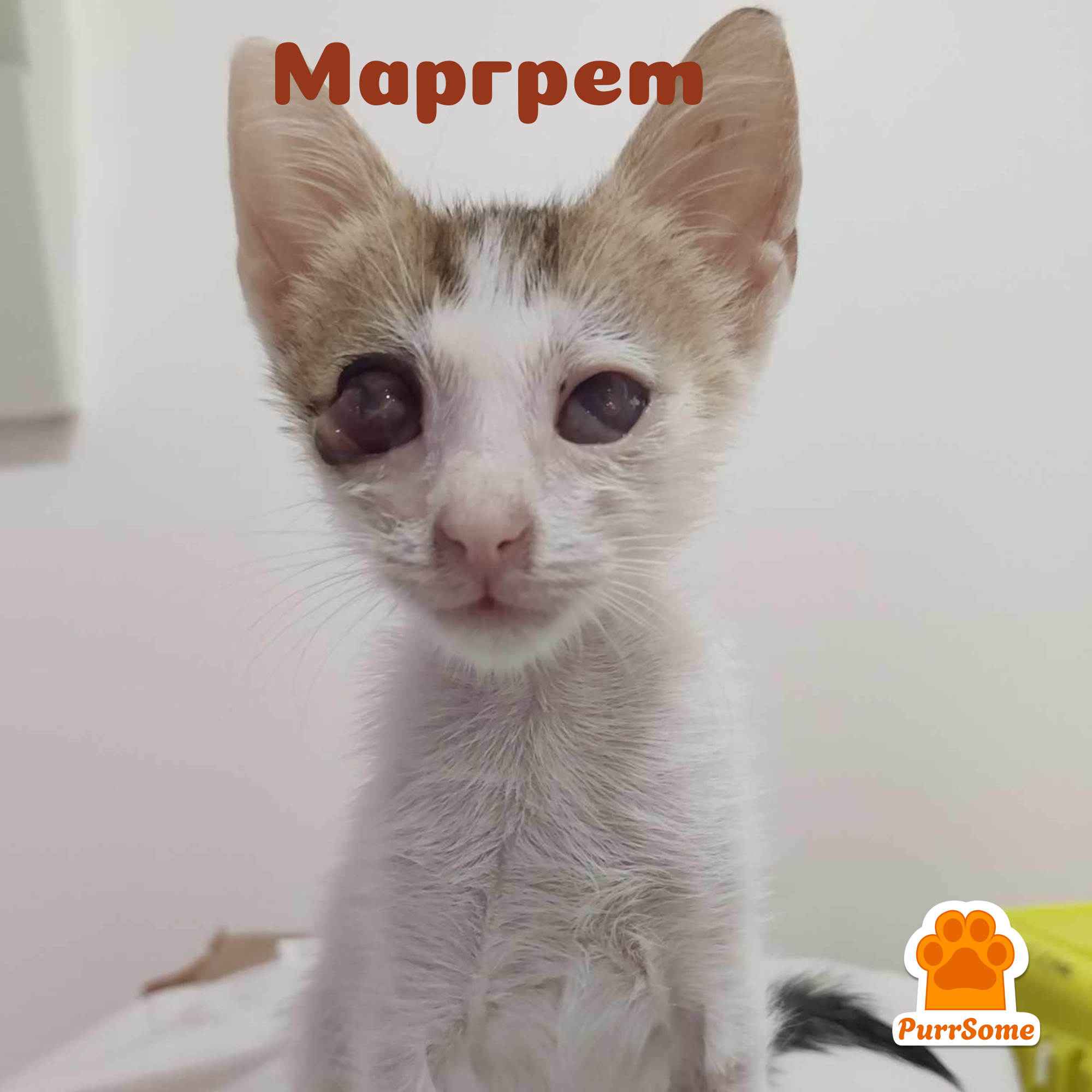 PurrSome котенце Маргарет