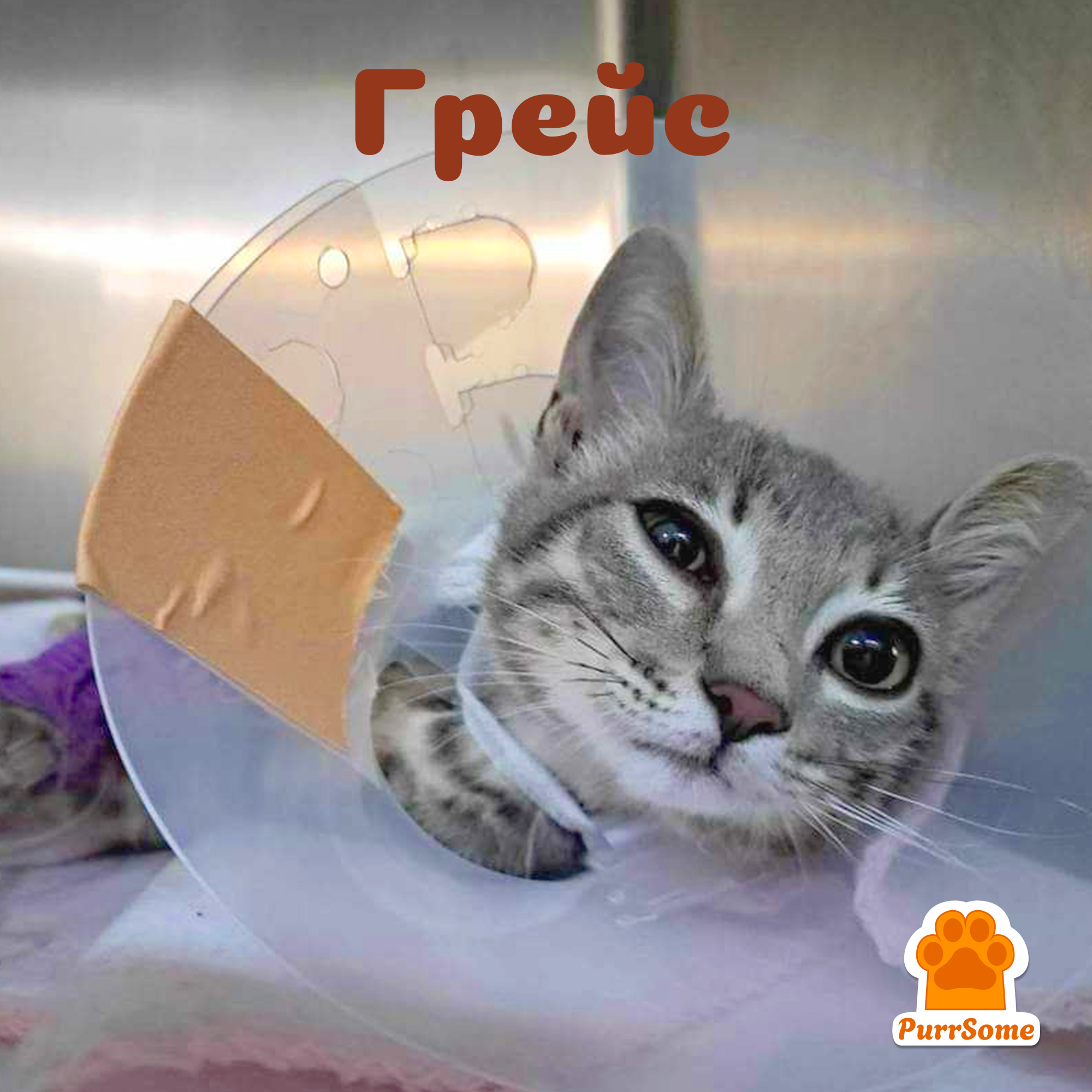 Грейс от PurrSome